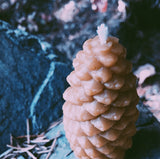 Pine Cone ~ Fir Beeswax Candles